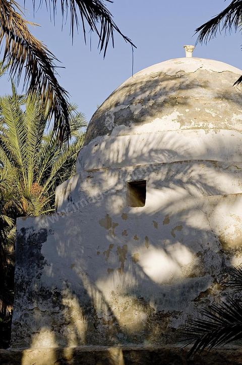 Oasis de El Hamma au nord de Tozeur pendant la saison de la cueillette des dattes