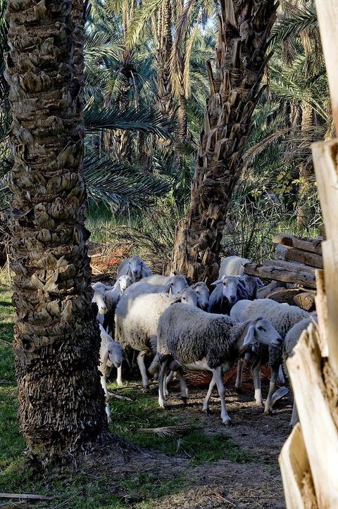 Oasis de El Hamma au nord de Tozeur pendant la saison de la cueillette des dattes