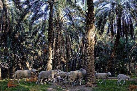 Oasis de El Hamma au nord de Tozeur pendant la saison de la cueillette des dattes
