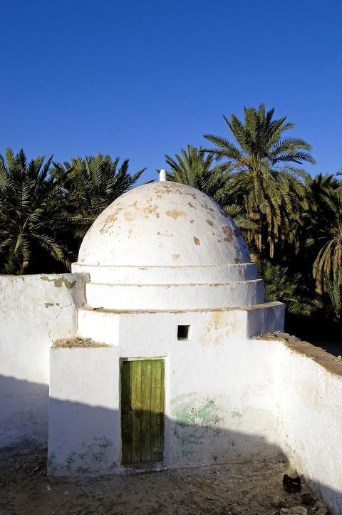 Oasis de El Hamma au nord de Tozeur pendant la saison de la cueillette des dattes