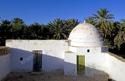 Oasis de El Hamma au nord de Tozeur pendant la saison de la cueillette des dattes