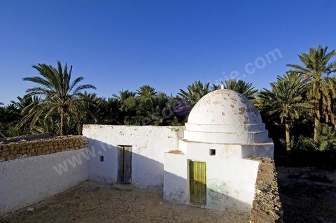 Oasis de El Hamma au nord de Tozeur pendant la saison de la cueillette des dattes