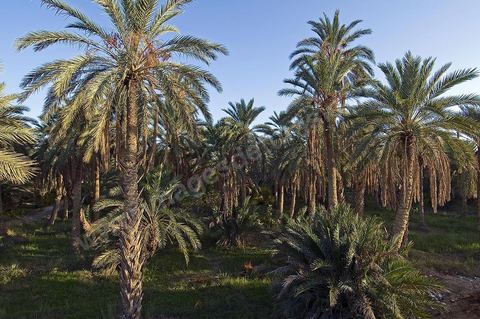 Oasis de El Hamma au nord de Tozeur pendant la saison de la cueillette des dattes