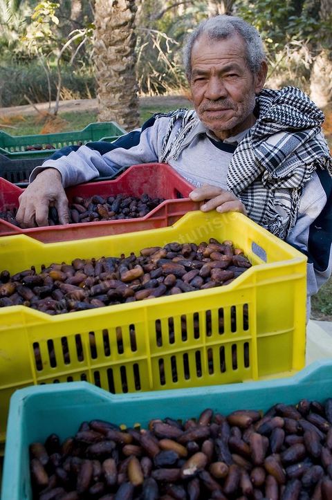 Oasis de El Hamma au nord de Tozeur pendant la saison de la cueillette des dattes