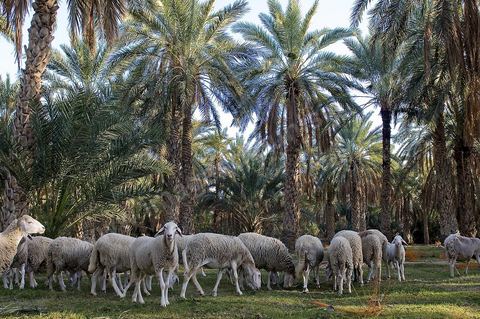 Oasis de El Hamma au nord de Tozeur pendant la saison de la cueillette des dattes