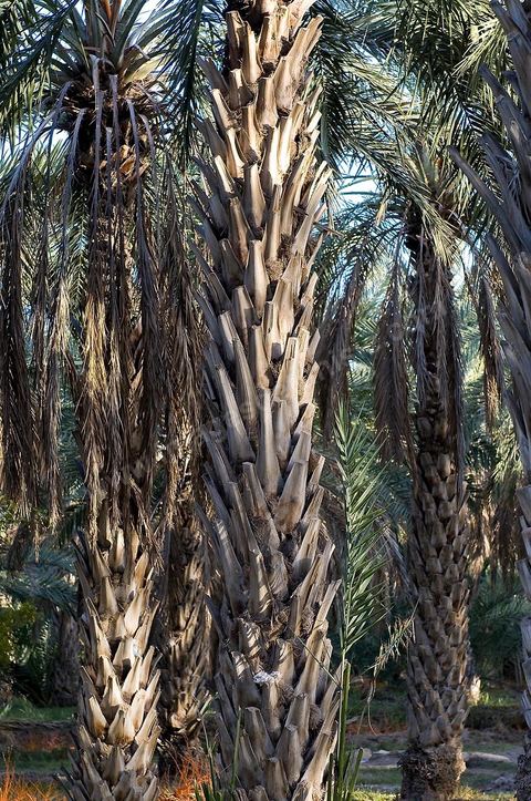 Oasis de El Hamma au nord de Tozeur pendant la saison de la cueillette des dattes