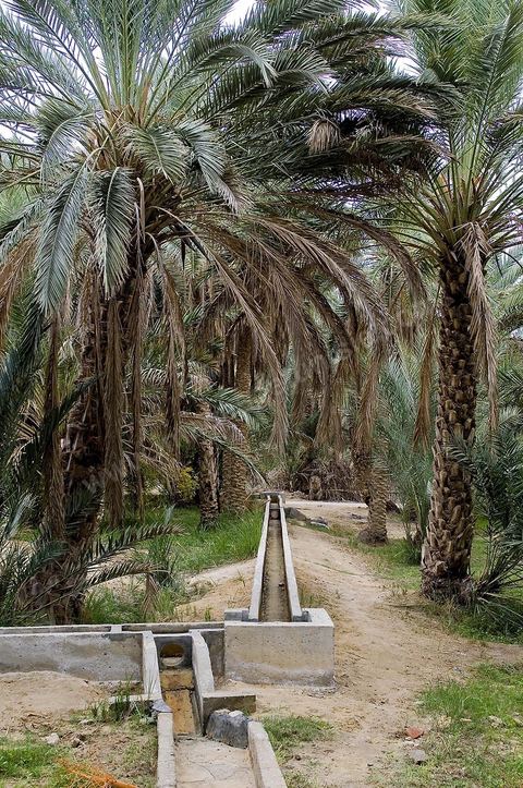 Oasis de El Hamma au nord de Tozeur pendant la saison de la cueillette des dattes