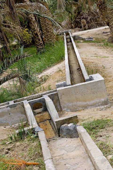 Oasis de El Hamma au nord de Tozeur pendant la saison de la cueillette des dattes
