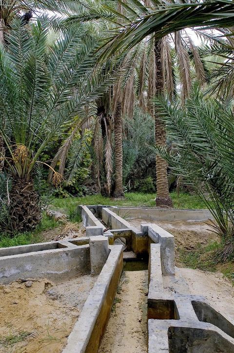 Oasis de El Hamma au nord de Tozeur pendant la saison de la cueillette des dattes