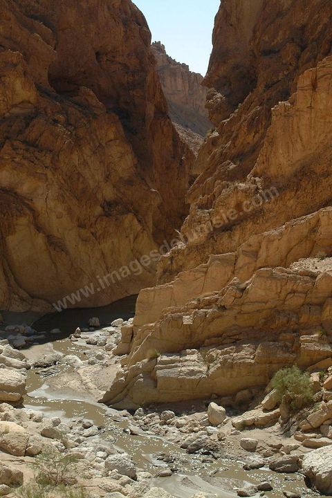 Le lézard rouge dans les gorges de Selja