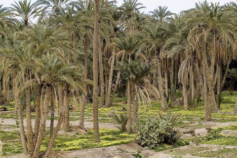 Oasis de montagne, canyon  et village de Midès