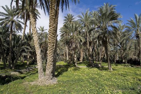 Oasis de montagne, canyon  et village de Midès