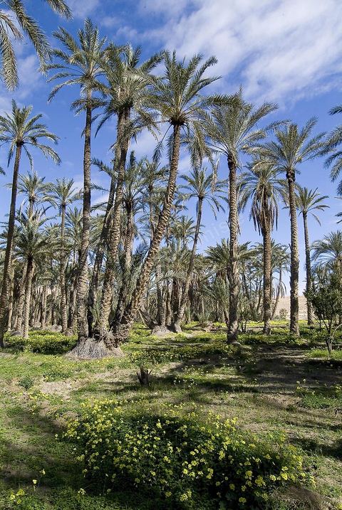 Oasis de montagne, canyon  et village de Midès