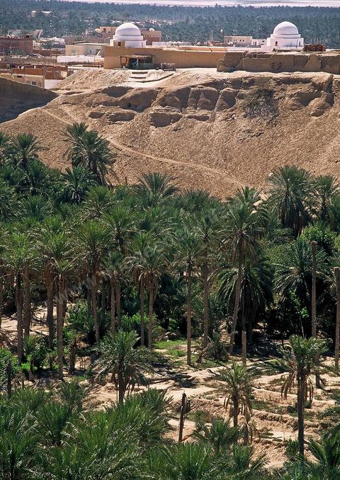 Palmeraie et corbeille de Nefta