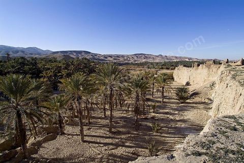 Oasis de Tamerza
