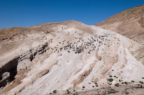 Troupeau de moutons et de chèvres sur les collines au dessus de Tamerza
