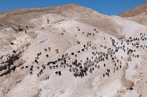 Troupeau de moutons et de chèvres sur les collines au dessus de Tamerza