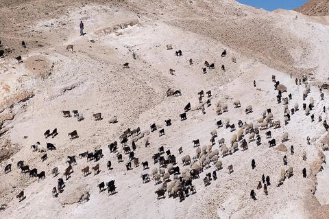 Troupeau de moutons et de chèvres sur les collines au dessus de Tamerza
