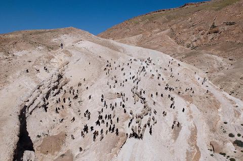 Troupeau de moutons et de chèvres sur les collines au dessus de Tamerza