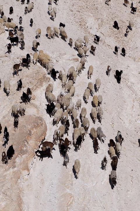 Troupeau de moutons et de chèvres sur les collines au dessus de Tamerza