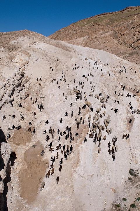 Troupeau de moutons et de chèvres sur les collines au dessus de Tamerza