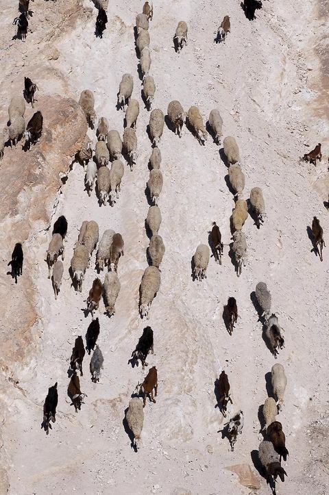 Troupeau de moutons et de chèvres sur les collines au dessus de Tamerza