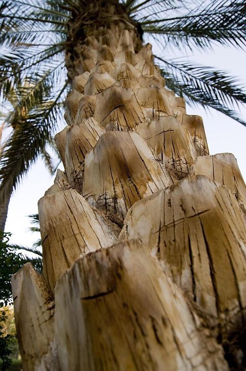 Tronc de palmier dattier dans une palmeraie