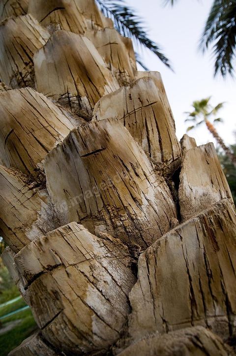 Tronc de palmier dattier dans une palmeraie