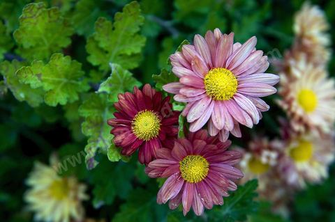 Plante medicinale Boufes