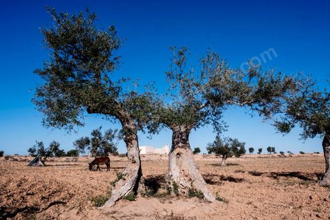 Mosquée Sidi Aich à Jabira