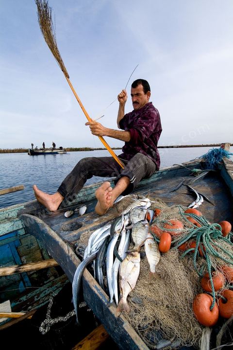 La charfia est une technique de pêche ancestrale pratiquée à Djerba et dans l'archipel des Kerkennah. Des murs de palmes plantées dans le fond marin dessinent un piège en forme de labyrinthe : à marée descendante, les poissons sont entraînés vers des chambres de capture où ils restent prisonniers, vivants, jusqu'à la levée des filets. Ce savoir-faire, transmis de génération en génération, associe la pêche à des rituels collectifs et façonne le paysage lagunaire de l'île. Il a été inscrit en 2020 au patrimoine culturel immatériel de l'humanité par l'Unesco.
