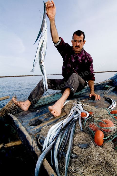 La charfia est une technique de pêche ancestrale pratiquée à Djerba et dans l'archipel des Kerkennah. Des murs de palmes plantées dans le fond marin dessinent un piège en forme de labyrinthe : à marée descendante, les poissons sont entraînés vers des chambres de capture où ils restent prisonniers, vivants, jusqu'à la levée des filets. Ce savoir-faire, transmis de génération en génération, associe la pêche à des rituels collectifs et façonne le paysage lagunaire de l'île. Il a été inscrit en 2020 au patrimoine culturel immatériel de l'humanité par l'Unesco.