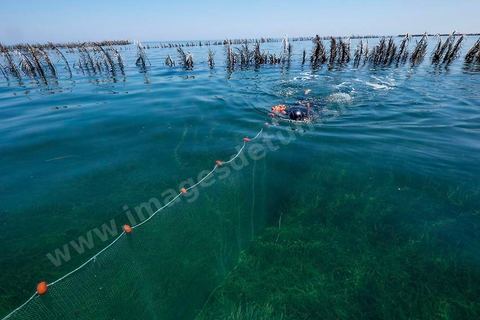 La charfia est une technique de pêche ancestrale pratiquée à Djerba et dans l'archipel des Kerkennah. Des murs de palmes plantées dans le fond marin dessinent un piège en forme de labyrinthe : à marée descendante, les poissons sont entraînés vers des chambres de capture où ils restent prisonniers, vivants, jusqu'à la levée des filets. Ce savoir-faire, transmis de génération en génération, associe la pêche à des rituels collectifs et façonne le paysage lagunaire de l'île. Il a été inscrit en 2020 au patrimoine culturel immatériel de l'humanité par l'Unesco.