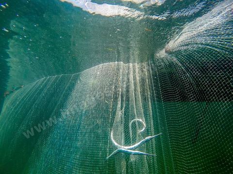 La charfia est une technique de pêche ancestrale pratiquée à Djerba et dans l'archipel des Kerkennah. Des murs de palmes plantées dans le fond marin dessinent un piège en forme de labyrinthe : à marée descendante, les poissons sont entraînés vers des chambres de capture où ils restent prisonniers, vivants, jusqu'à la levée des filets. Ce savoir-faire, transmis de génération en génération, associe la pêche à des rituels collectifs et façonne le paysage lagunaire de l'île. Il a été inscrit en 2020 au patrimoine culturel immatériel de l'humanité par l'Unesco.