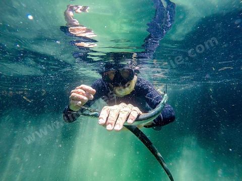 La charfia est une technique de pêche ancestrale pratiquée à Djerba et dans l'archipel des Kerkennah. Des murs de palmes plantées dans le fond marin dessinent un piège en forme de labyrinthe : à marée descendante, les poissons sont entraînés vers des chambres de capture où ils restent prisonniers, vivants, jusqu'à la levée des filets. Ce savoir-faire, transmis de génération en génération, associe la pêche à des rituels collectifs et façonne le paysage lagunaire de l'île. Il a été inscrit en 2020 au patrimoine culturel immatériel de l'humanité par l'Unesco.