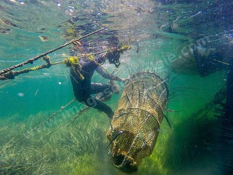 La charfia est une technique de pêche ancestrale pratiquée à Djerba et dans l'archipel des Kerkennah. Des murs de palmes plantées dans le fond marin dessinent un piège en forme de labyrinthe : à marée descendante, les poissons sont entraînés vers des chambres de capture où ils restent prisonniers, vivants, jusqu'à la levée des filets. Ce savoir-faire, transmis de génération en génération, associe la pêche à des rituels collectifs et façonne le paysage lagunaire de l'île. Il a été inscrit en 2020 au patrimoine culturel immatériel de l'humanité par l'Unesco.