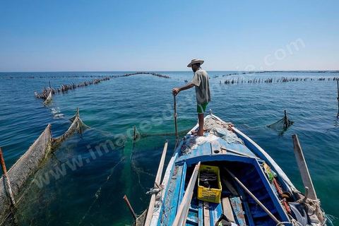 La charfia est une technique de pêche ancestrale pratiquée à Djerba et dans l'archipel des Kerkennah. Des murs de palmes plantées dans le fond marin dessinent un piège en forme de labyrinthe : à marée descendante, les poissons sont entraînés vers des chambres de capture où ils restent prisonniers, vivants, jusqu'à la levée des filets. Ce savoir-faire, transmis de génération en génération, associe la pêche à des rituels collectifs et façonne le paysage lagunaire de l'île. Il a été inscrit en 2020 au patrimoine culturel immatériel de l'humanité par l'Unesco.