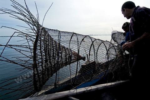 La charfia est une technique de pêche ancestrale pratiquée à Djerba et dans l'archipel des Kerkennah. Des murs de palmes plantées dans le fond marin dessinent un piège en forme de labyrinthe : à marée descendante, les poissons sont entraînés vers des chambres de capture où ils restent prisonniers, vivants, jusqu'à la levée des filets. Ce savoir-faire, transmis de génération en génération, associe la pêche à des rituels collectifs et façonne le paysage lagunaire de l'île. Il a été inscrit en 2020 au patrimoine culturel immatériel de l'humanité par l'Unesco.