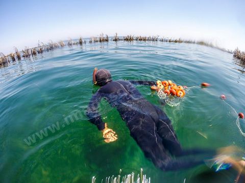 La charfia est une technique de pêche ancestrale pratiquée à Djerba et dans l'archipel des Kerkennah. Des murs de palmes plantées dans le fond marin dessinent un piège en forme de labyrinthe : à marée descendante, les poissons sont entraînés vers des chambres de capture où ils restent prisonniers, vivants, jusqu'à la levée des filets. Ce savoir-faire, transmis de génération en génération, associe la pêche à des rituels collectifs et façonne le paysage lagunaire de l'île. Il a été inscrit en 2020 au patrimoine culturel immatériel de l'humanité par l'Unesco.