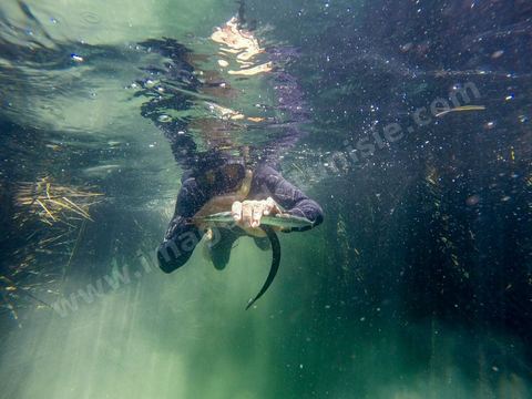 La charfia est une technique de pêche ancestrale pratiquée à Djerba et dans l'archipel des Kerkennah. Des murs de palmes plantées dans le fond marin dessinent un piège en forme de labyrinthe : à marée descendante, les poissons sont entraînés vers des chambres de capture où ils restent prisonniers, vivants, jusqu'à la levée des filets. Ce savoir-faire, transmis de génération en génération, associe la pêche à des rituels collectifs et façonne le paysage lagunaire de l'île. Il a été inscrit en 2020 au patrimoine culturel immatériel de l'humanité par l'Unesco.