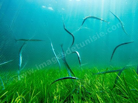La charfia est une technique de pêche ancestrale pratiquée à Djerba et dans l'archipel des Kerkennah. Des murs de palmes plantées dans le fond marin dessinent un piège en forme de labyrinthe : à marée descendante, les poissons sont entraînés vers des chambres de capture où ils restent prisonniers, vivants, jusqu'à la levée des filets. Ce savoir-faire, transmis de génération en génération, associe la pêche à des rituels collectifs et façonne le paysage lagunaire de l'île. Il a été inscrit en 2020 au patrimoine culturel immatériel de l'humanité par l'Unesco.