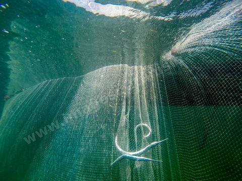 La charfia est une technique de pêche ancestrale pratiquée à Djerba et dans l'archipel des Kerkennah. Des murs de palmes plantées dans le fond marin dessinent un piège en forme de labyrinthe : à marée descendante, les poissons sont entraînés vers des chambres de capture où ils restent prisonniers, vivants, jusqu'à la levée des filets. Ce savoir-faire, transmis de génération en génération, associe la pêche à des rituels collectifs et façonne le paysage lagunaire de l'île. Il a été inscrit en 2020 au patrimoine culturel immatériel de l'humanité par l'Unesco.
