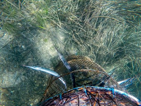 La charfia est une technique de pêche ancestrale pratiquée à Djerba et dans l'archipel des Kerkennah. Des murs de palmes plantées dans le fond marin dessinent un piège en forme de labyrinthe : à marée descendante, les poissons sont entraînés vers des chambres de capture où ils restent prisonniers, vivants, jusqu'à la levée des filets. Ce savoir-faire, transmis de génération en génération, associe la pêche à des rituels collectifs et façonne le paysage lagunaire de l'île. Il a été inscrit en 2020 au patrimoine culturel immatériel de l'humanité par l'Unesco.