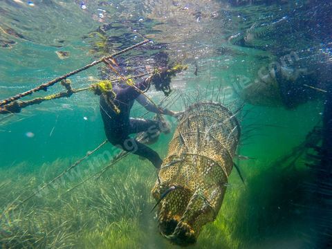 La charfia est une technique de pêche ancestrale pratiquée à Djerba et dans l'archipel des Kerkennah. Des murs de palmes plantées dans le fond marin dessinent un piège en forme de labyrinthe : à marée descendante, les poissons sont entraînés vers des chambres de capture où ils restent prisonniers, vivants, jusqu'à la levée des filets. Ce savoir-faire, transmis de génération en génération, associe la pêche à des rituels collectifs et façonne le paysage lagunaire de l'île. Il a été inscrit en 2020 au patrimoine culturel immatériel de l'humanité par l'Unesco.