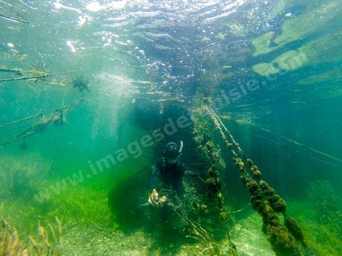 La charfia est une technique de pêche ancestrale pratiquée à Djerba et dans l'archipel des Kerkennah. Des murs de palmes plantées dans le fond marin dessinent un piège en forme de labyrinthe : à marée descendante, les poissons sont entraînés vers des chambres de capture où ils restent prisonniers, vivants, jusqu'à la levée des filets. Ce savoir-faire, transmis de génération en génération, associe la pêche à des rituels collectifs et façonne le paysage lagunaire de l'île. Il a été inscrit en 2020 au patrimoine culturel immatériel de l'humanité par l'Unesco.