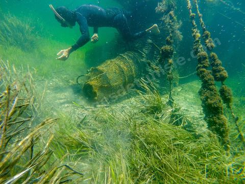 La charfia est une technique de pêche ancestrale pratiquée à Djerba et dans l'archipel des Kerkennah. Des murs de palmes plantées dans le fond marin dessinent un piège en forme de labyrinthe : à marée descendante, les poissons sont entraînés vers des chambres de capture où ils restent prisonniers, vivants, jusqu'à la levée des filets. Ce savoir-faire, transmis de génération en génération, associe la pêche à des rituels collectifs et façonne le paysage lagunaire de l'île. Il a été inscrit en 2020 au patrimoine culturel immatériel de l'humanité par l'Unesco.