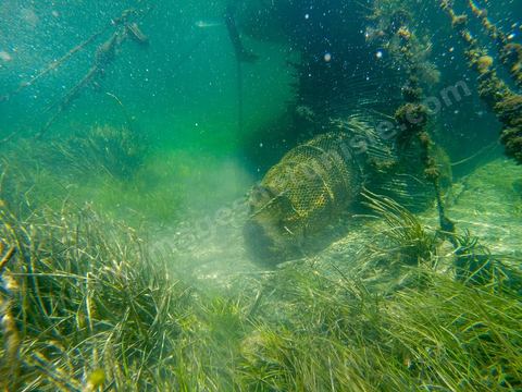 La charfia est une technique de pêche ancestrale pratiquée à Djerba et dans l'archipel des Kerkennah. Des murs de palmes plantées dans le fond marin dessinent un piège en forme de labyrinthe : à marée descendante, les poissons sont entraînés vers des chambres de capture où ils restent prisonniers, vivants, jusqu'à la levée des filets. Ce savoir-faire, transmis de génération en génération, associe la pêche à des rituels collectifs et façonne le paysage lagunaire de l'île. Il a été inscrit en 2020 au patrimoine culturel immatériel de l'humanité par l'Unesco.