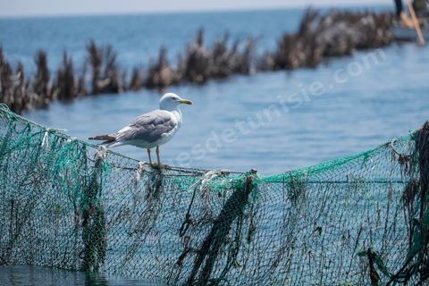 La charfia est une technique de pêche ancestrale pratiquée à Djerba et dans l'archipel des Kerkennah. Des murs de palmes plantées dans le fond marin dessinent un piège en forme de labyrinthe : à marée descendante, les poissons sont entraînés vers des chambres de capture où ils restent prisonniers, vivants, jusqu'à la levée des filets. Ce savoir-faire, transmis de génération en génération, associe la pêche à des rituels collectifs et façonne le paysage lagunaire de l'île. Il a été inscrit en 2020 au patrimoine culturel immatériel de l'humanité par l'Unesco.