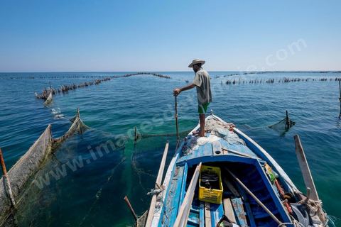 La charfia est une technique de pêche ancestrale pratiquée à Djerba et dans l'archipel des Kerkennah. Des murs de palmes plantées dans le fond marin dessinent un piège en forme de labyrinthe : à marée descendante, les poissons sont entraînés vers des chambres de capture où ils restent prisonniers, vivants, jusqu'à la levée des filets. Ce savoir-faire, transmis de génération en génération, associe la pêche à des rituels collectifs et façonne le paysage lagunaire de l'île. Il a été inscrit en 2020 au patrimoine culturel immatériel de l'humanité par l'Unesco.