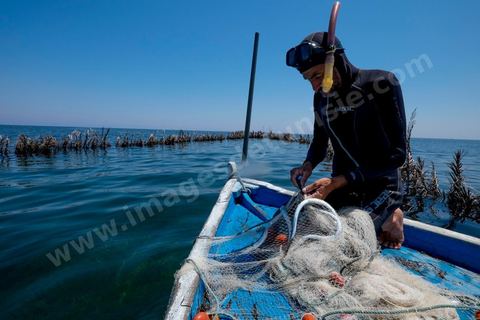 La charfia est une technique de pêche ancestrale pratiquée à Djerba et dans l'archipel des Kerkennah. Des murs de palmes plantées dans le fond marin dessinent un piège en forme de labyrinthe : à marée descendante, les poissons sont entraînés vers des chambres de capture où ils restent prisonniers, vivants, jusqu'à la levée des filets. Ce savoir-faire, transmis de génération en génération, associe la pêche à des rituels collectifs et façonne le paysage lagunaire de l'île. Il a été inscrit en 2020 au patrimoine culturel immatériel de l'humanité par l'Unesco.